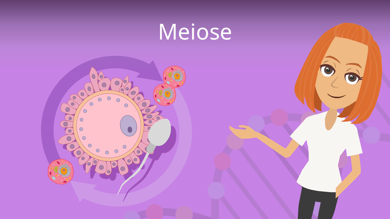 Meiose • Phasen, Ablauf Und Definition · [mit Video]