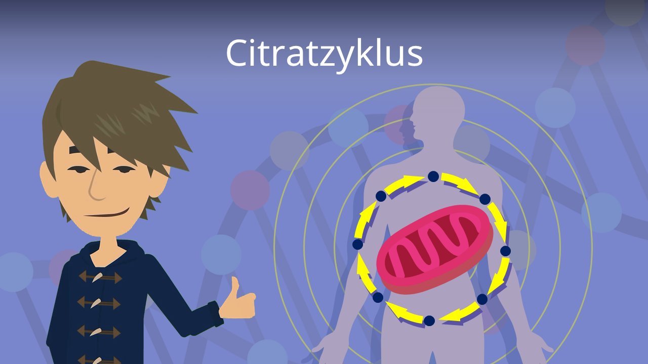 Chemische Gleichung des Krebszyklus