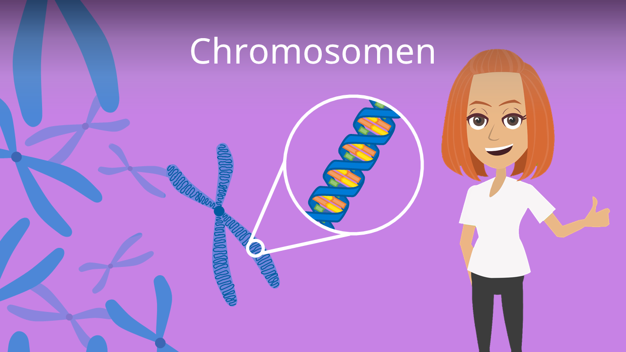 menschliche Chromosomenstruktur