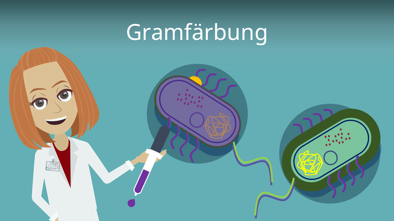 Gramfärbung • Bakterien, Gram Färbung · mit Video