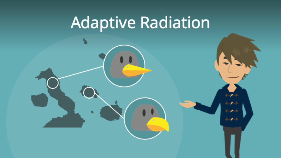Adaptive Radiation • Seperation und Einnischung · [mit Video]