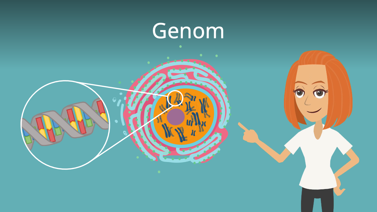 Genom • einfach erklärt, menschliches Genom · [mit Video]