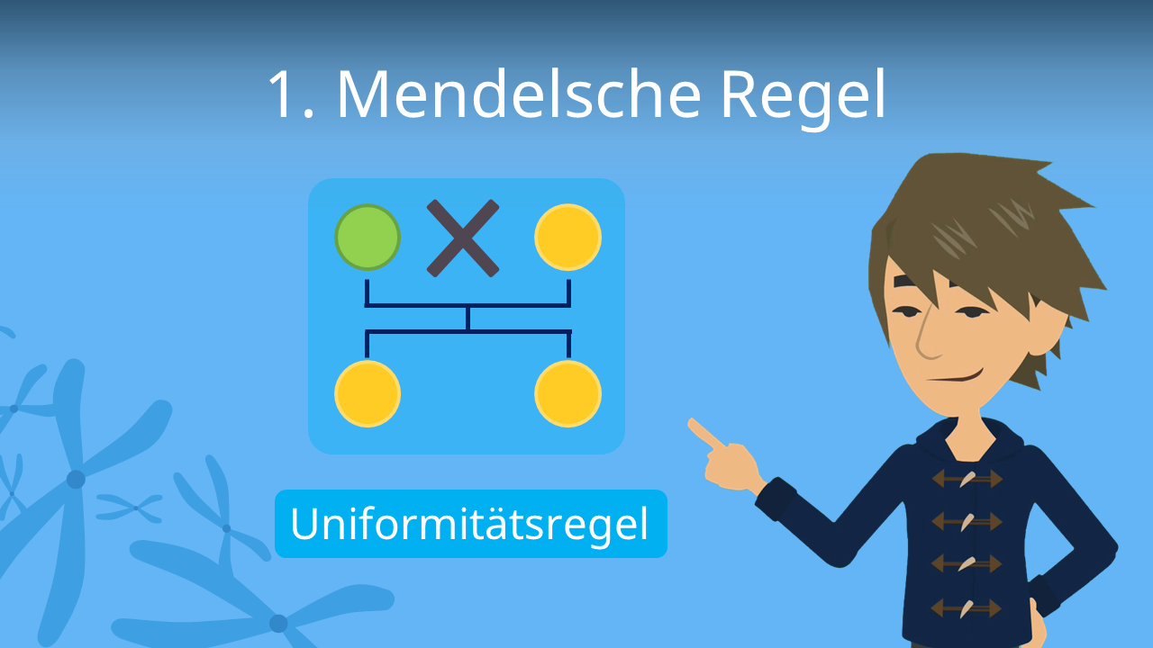 1. Mendelsche Regel (Uniformitätsregel) • Einfach Erklärt · [mit Video]