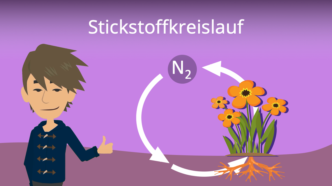 Diagramm des Stickstoffkreislaufs im Aquarium