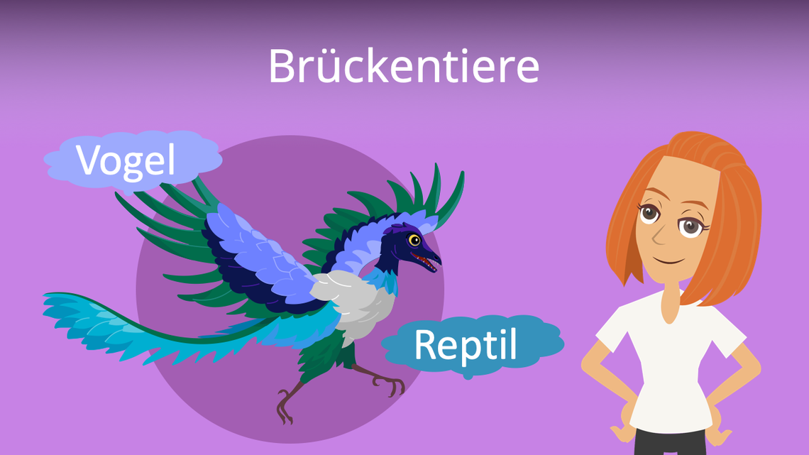 bruckentiere evolutionsbelege beispiele mit video