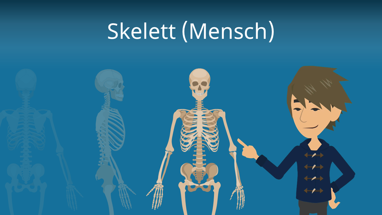 Skelett (Mensch) • Menschliches Skelett, Aufbau und Funktion
