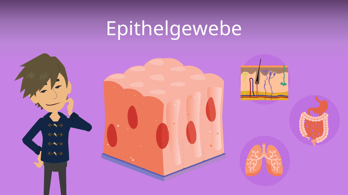 Epithelgewebediagramm beschriftet